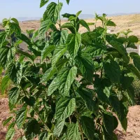 باغ-شهری-قره-چمن