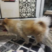 فروش حیوان خانگی سگ پامر روباه۴|سگ|محمدشهر, شهرک پیام (مهرالبرز)|دیوار