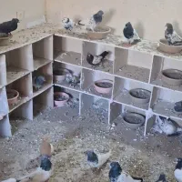 انواع کبوتر سالم وسرحال