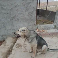 سگ پژدر گم شده|حیوانات|بجنورد, |دیوار