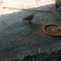 20تا کبوترشهری خوشرنگ