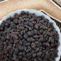 کشمش آذربایجان ملکان|خوردنی و آشامیدنی|ری, دولتآباد|دیوار