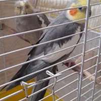 ۱جفت عروس و ۱ جفت برزیلی