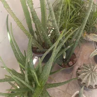 گیاه ، کاکتوس و ساکولنت