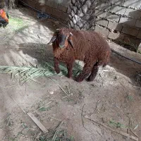 بره|حیوانات مزرعه|اهواز, شهرک دانشگاه|دیوار