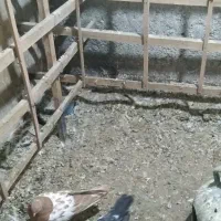 کفتر سرور  نوک ریز ۴۰ سانتی|پرنده|کرج, عظیمیه|دیوار