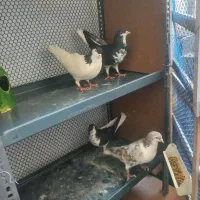 چادری دم سفید