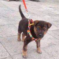 توله ژرمن شپرد آموزش دیده