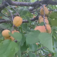 باغ-انار