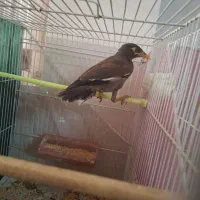 فروش مینا