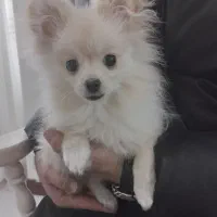 سگ پامرانین|سگ|تهران, بیسیم|دیوار