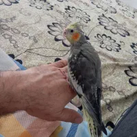 عروس هلندی سه ماه