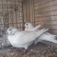 کبوتر جفت نر و ماده شمرون