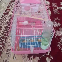 پرنده فنج با انگشتر هم معاوضه می کنم