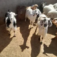 چند رسم بز چاق