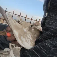 نر دورگ درجه یک