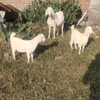 بز سانن|حیوانات مزرعه|بندر ترکمن, |دیوار