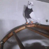 کبوتر|پرنده|شیراز, کوشک میدان|دیوار