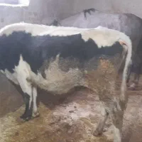 گاو دورگه|حیوانات مزرعه|سنندج, |دیوار