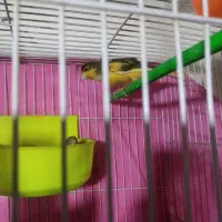 قناری باتخم سهره عروس البینیو دستی نر|پرنده|مشهد, نظام دوست|دیوار