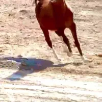 اسب نوه پویا بقایی