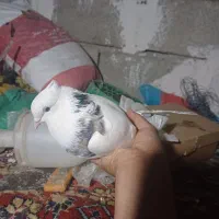 طوقی|پرنده|مسجد سلیمان, |دیوار