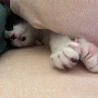 واگذاری دو عدد گربه|گربه|کیش, |دیوار