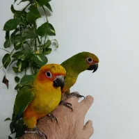 یک جفت طوطی خورشیدی سرلاکی|پرنده|زنجان, |دیوار