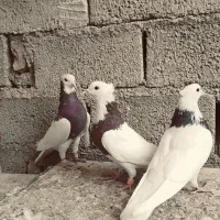 سه عدد طوقی‌|پرنده|نقده, |دیوار