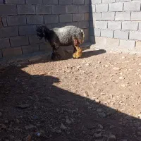 20 راس کهره ماده با چند عدد بره|حیوانات مزرعه|یاسوج, |دیوار