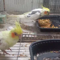 عروس هلندی ماده رام و چلوندنی|پرنده|بابل, |دیوار