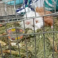 خوکچه هندی خوشگل وبامزه|موش و خرگوش|تهران, امیر بهادر|دیوار