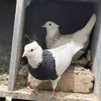 طوقی درجه یک بدونه قلط پاک پاک بهترین نسل|پرنده|فردیس, فردیس|دیوار