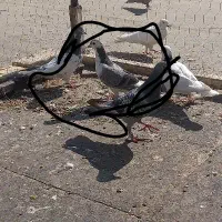 کفتر سینه ای خوش رنگ و طوقی و دم گیر ۱۵۰۰۰۰|پرنده|خمینی‌شهر, |دیوار