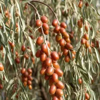 فروش نهال گردو پکان، کیفیت درجه یک با قیمت مناسب|خدمات باغبانی و درختکاری|رشت, حسین آباد|دیوار