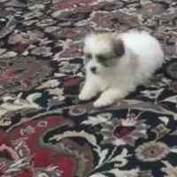 سگ خانگی|سگ|ایلام, |دیوار