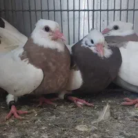 کبوتر طوقی (جوجه)|پرنده|اصفهان, شاهزید|دیوار