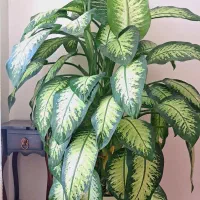 گل دیفن باخیا