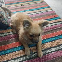 سگ دزدیده شده