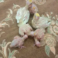 جوجه عروس هلندی