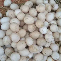 تخم مرغ محلی پرورشی به صورت کارتونی