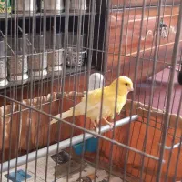 قناری ماده یلو ونر