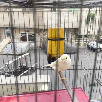 قناری فایف فنسی