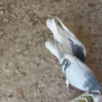 ساده ماده|پرنده|اسفراین, |دیوار