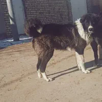 سگ گله توله