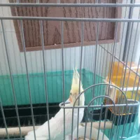 عروس هلندی نر