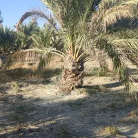 فروش‌نخل‌خرما