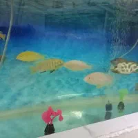 14عدد ماهی گوشتخوار