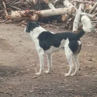 واگذاری سگ نر|سگ|قم, باغ کرباسی|دیوار