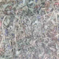 ینجه پرس